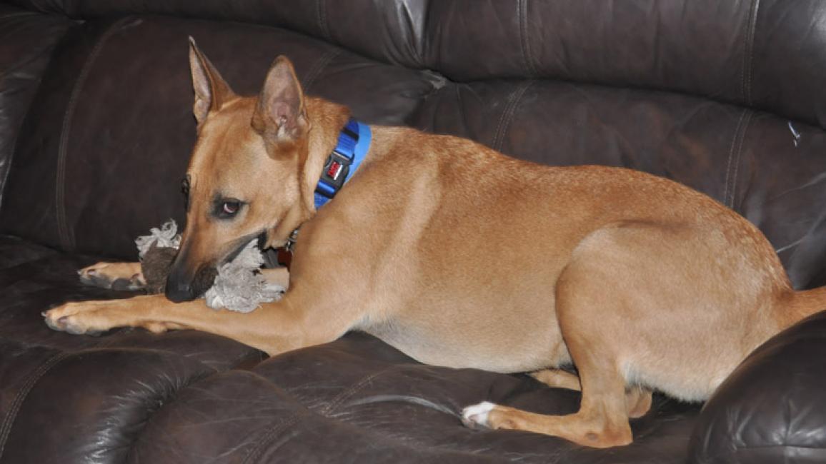 Light colored belgian store malinois