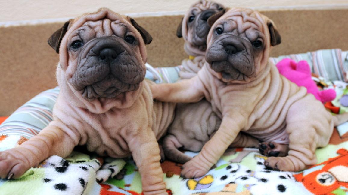 Shar pei pug mix puppies best sale for sale