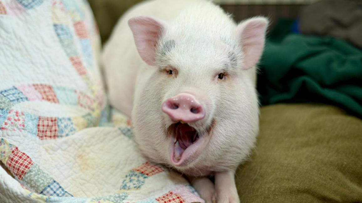 Teacup Pigs Truth | Best Friends Animal Society