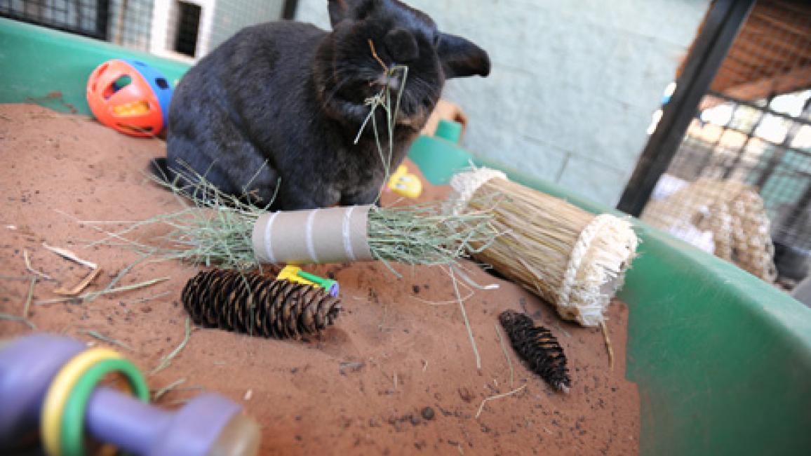 rabbit enrichment toys