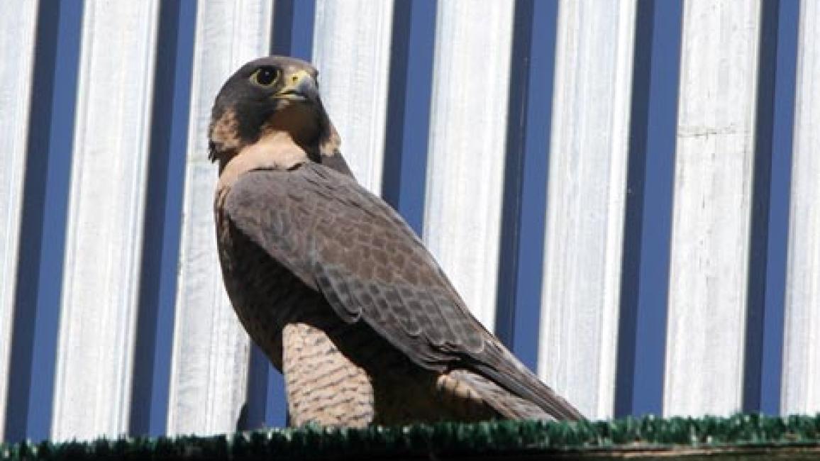 SI_peregrinerelease26998.jpg