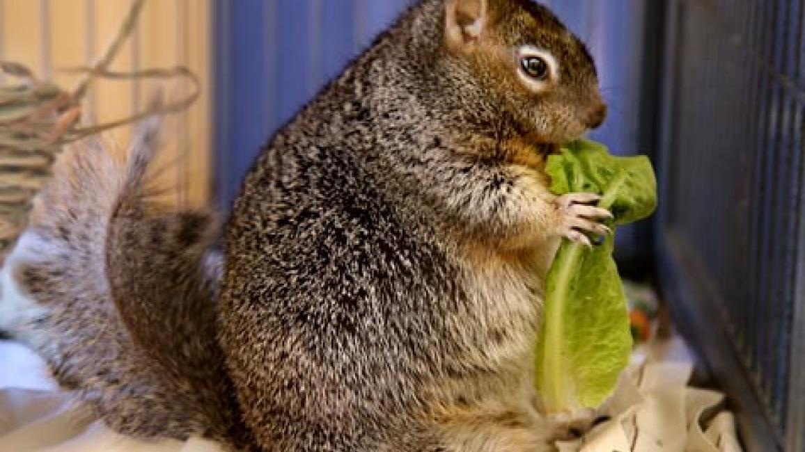 Fat Squirrel | Best Friends Animal Society