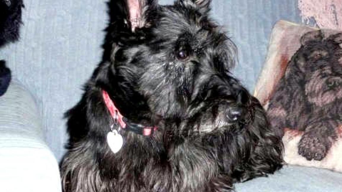 Scottie dog shops rescue