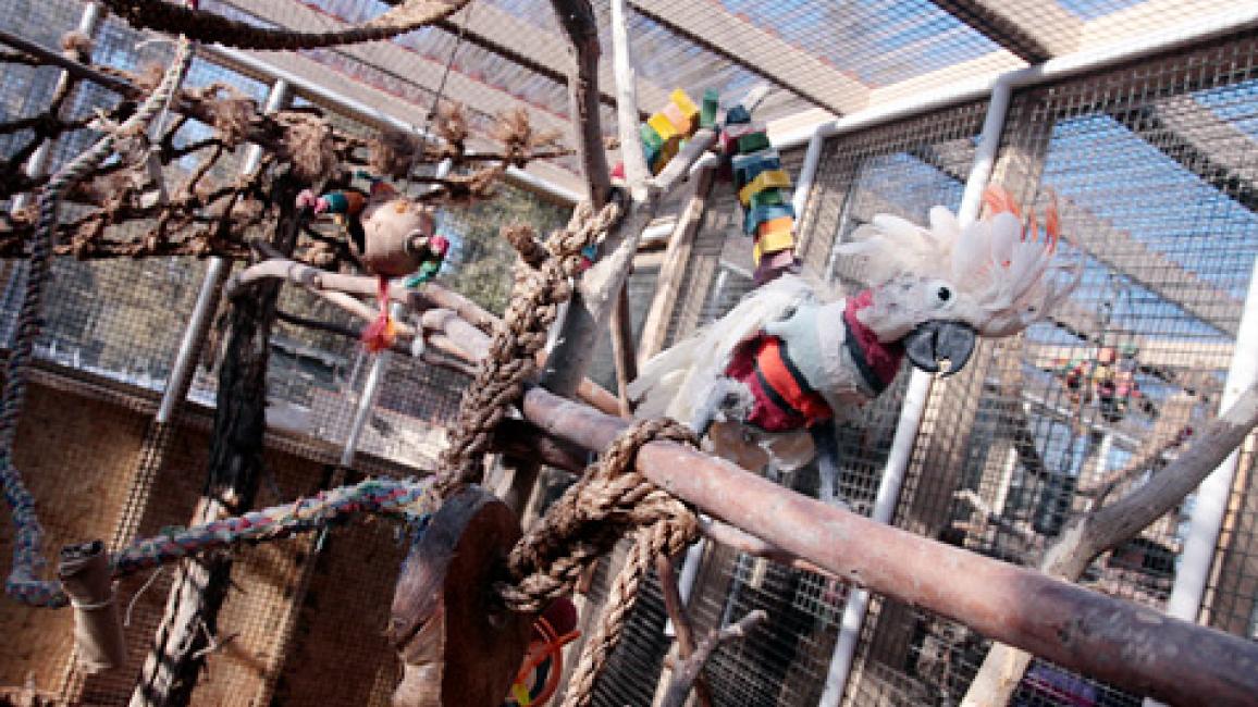 SIcockatooaviary2970.jpg