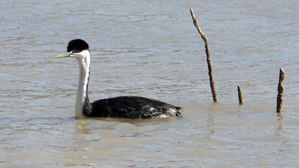 SIgrebe-release.jpg