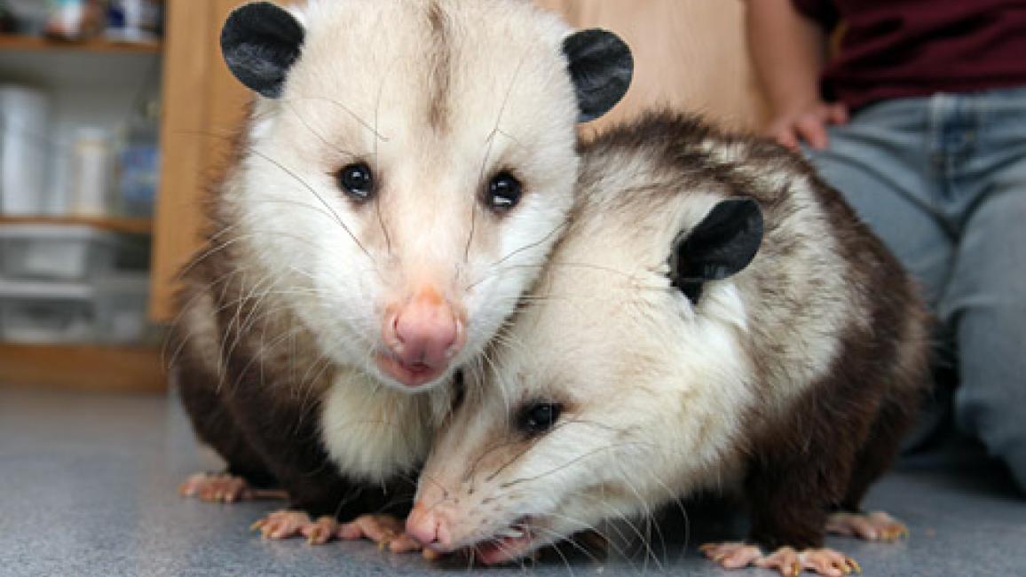 SIpossums30966.jpg