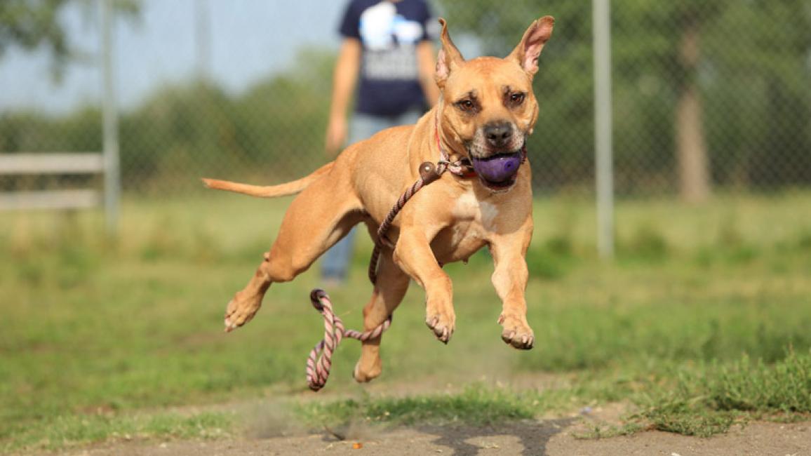 Safe-Humane-Chicago-play-groups-Wiggles-ball.jpg