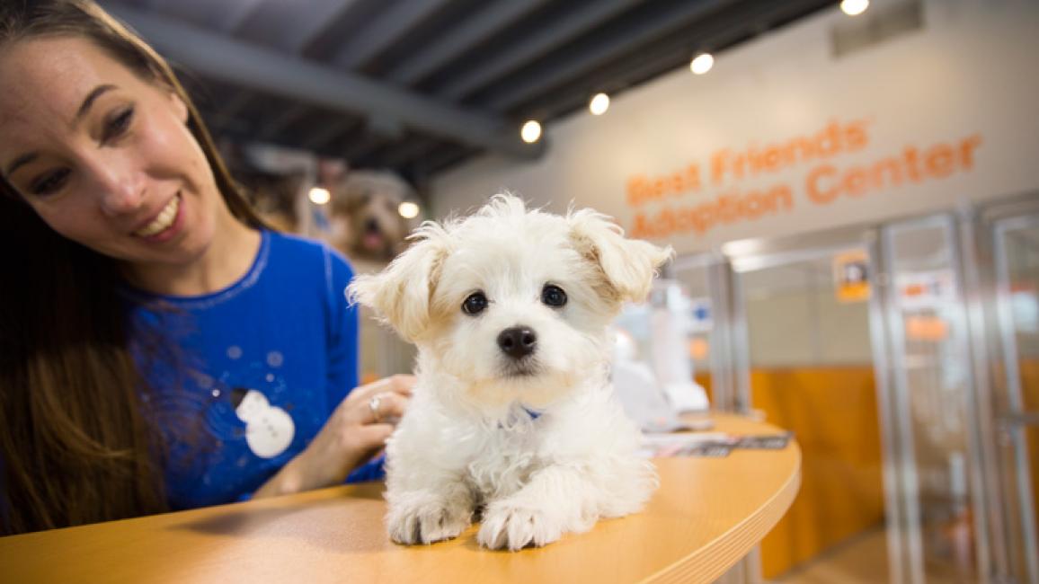 Best places to buy store a puppy near me