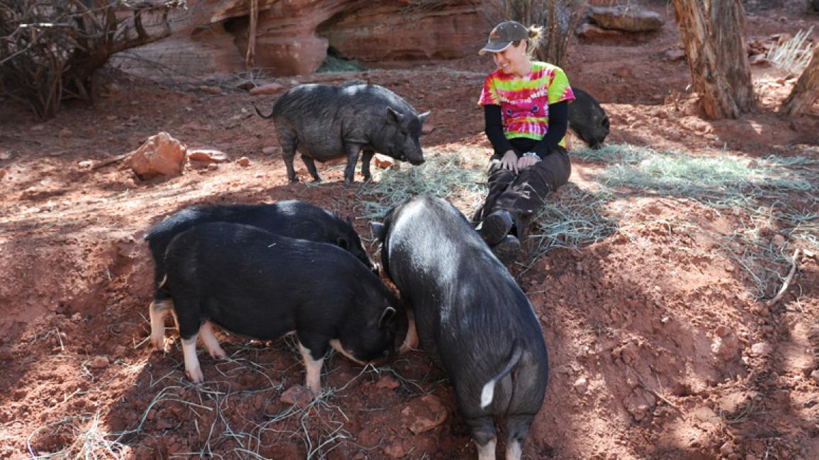 Volunteer-pigs-Brooke-Alexander-Piggy-Paradise-1221.jpg