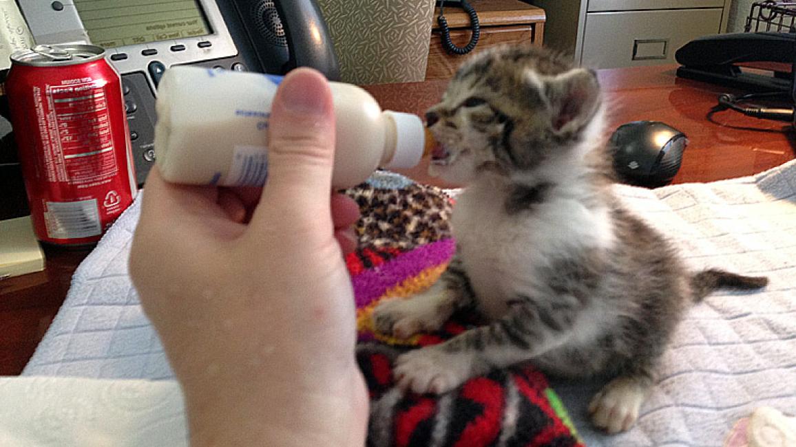 Bottle feeding orphaned store kittens