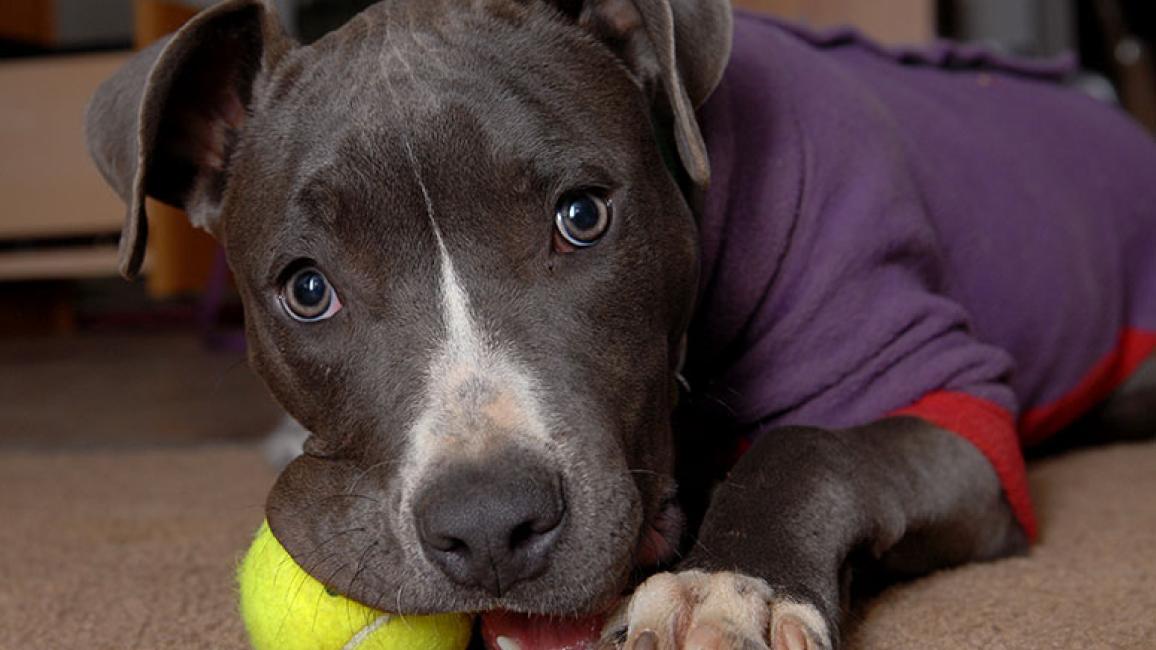 pitbull-puppy-with-yellow-ball.jpg
