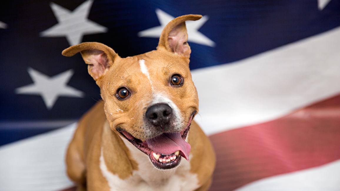 Pitbull Pics for 4th of July | Best Friends Animal Society