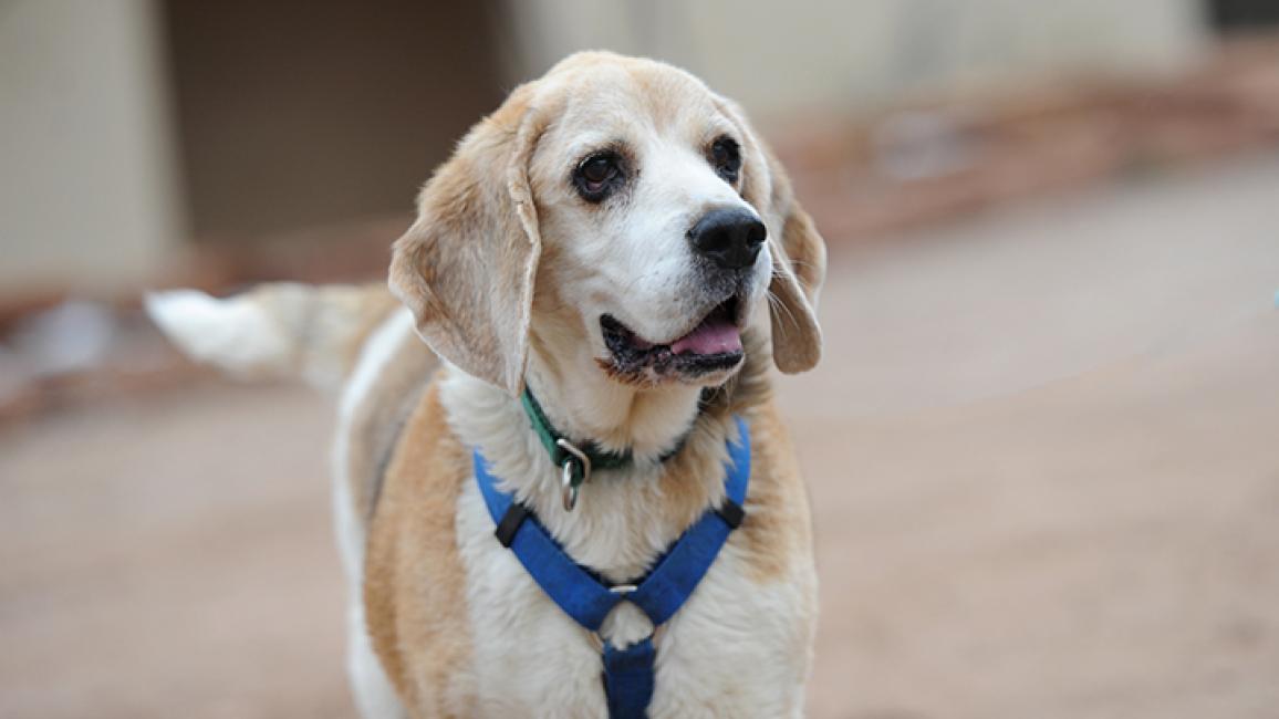 Beagle-overweight-Gus-Happy-8632MW.jpg