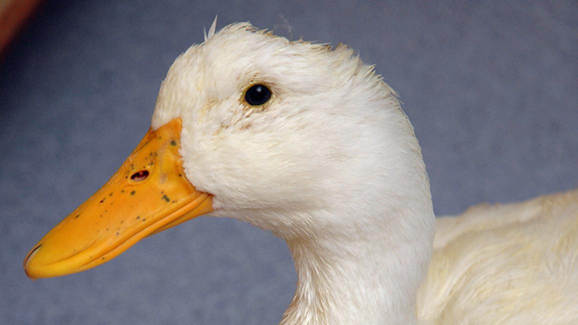 Cedar-duck-1735.jpg