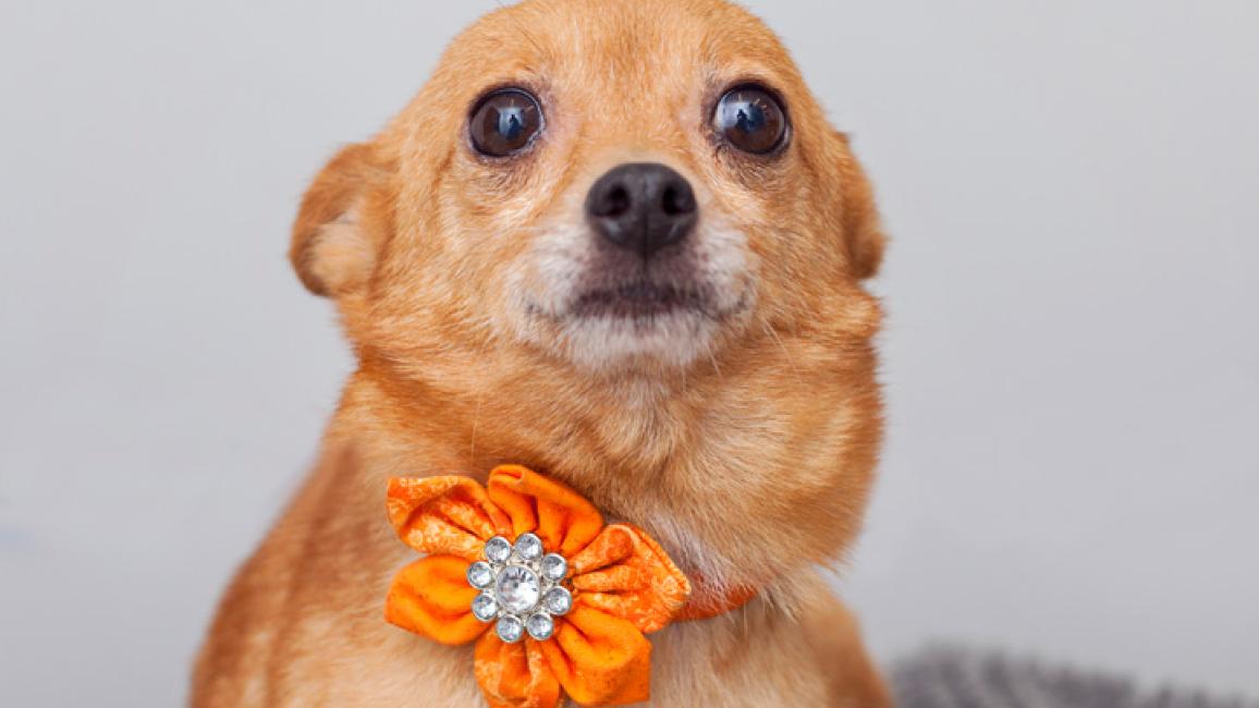 Chihuahua-service-dog-Foxi.jpg