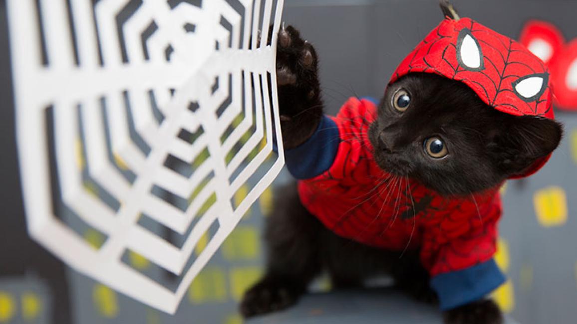 Halloween-kitten-Superhero-Spiderman-6276sak.jpg