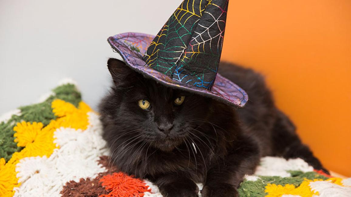 Halloween-pet-costume-photo-cat-3596sak.jpg