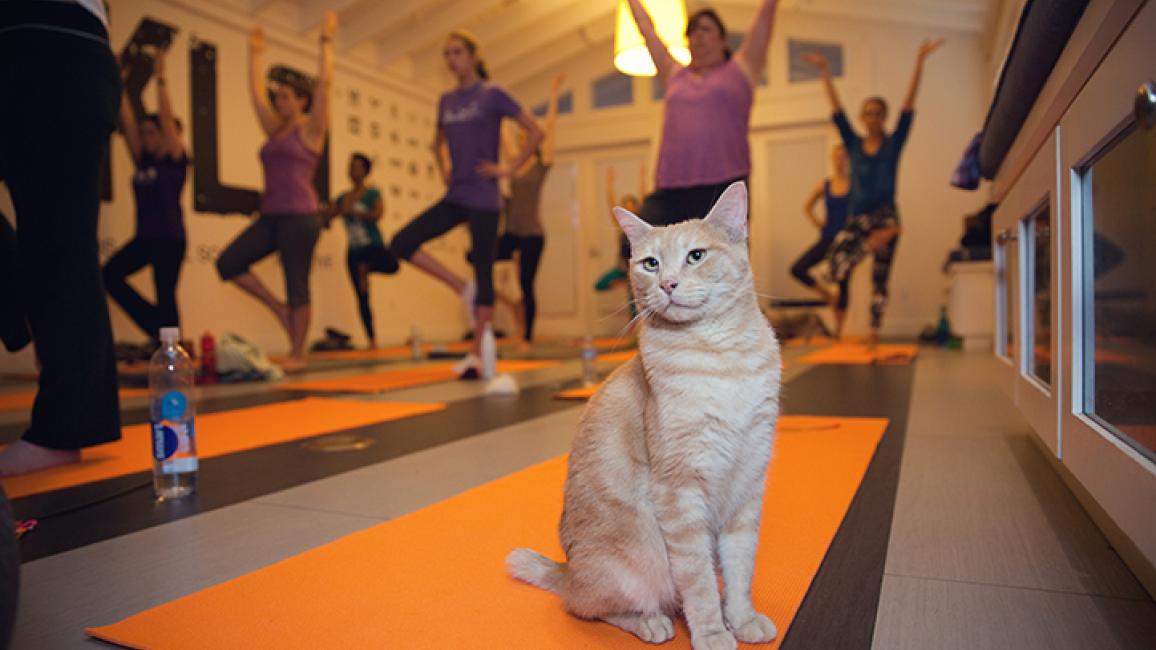 NKLA-Yoga-Cats-6195LF.jpg