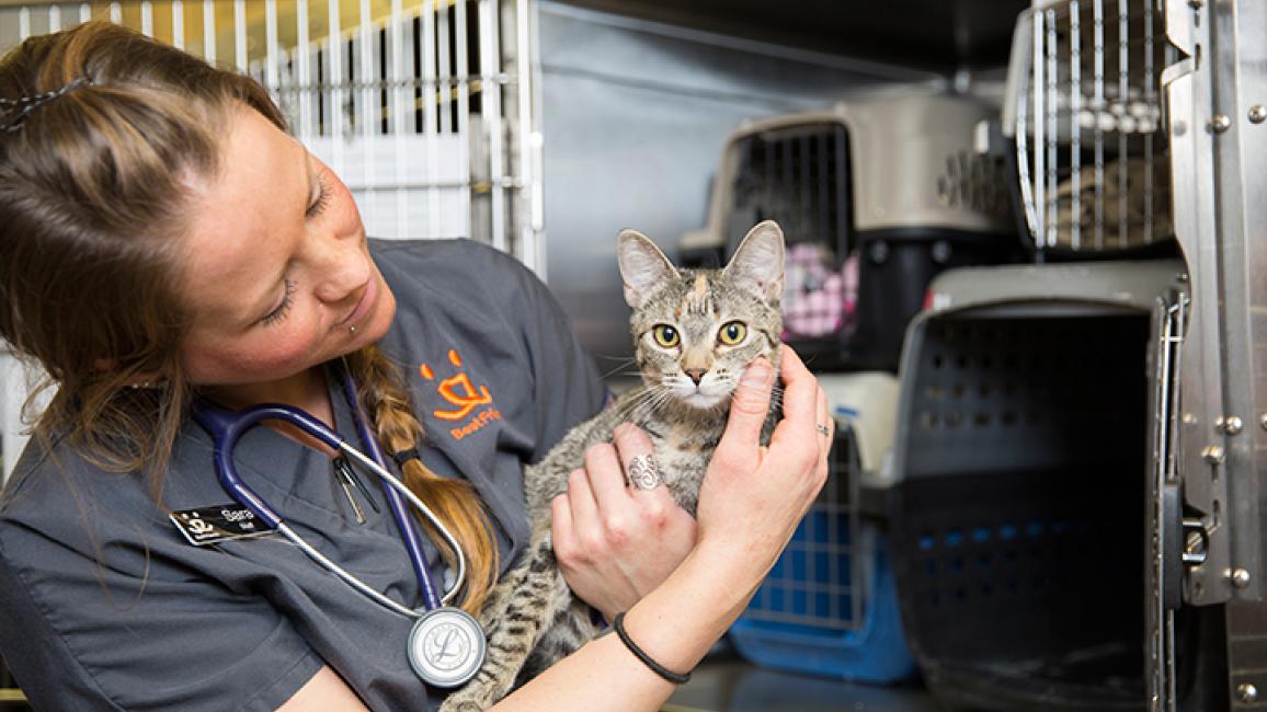 Low cost cat spay clinics 2024 near me