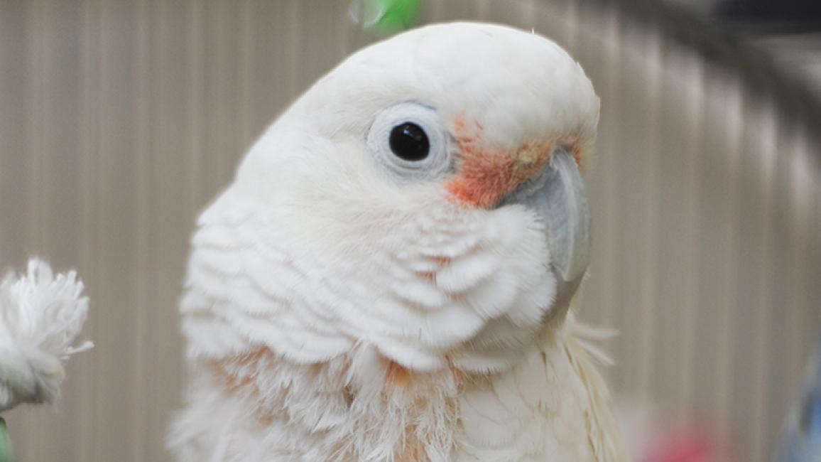 Senior-cockatoo-parrot-Nicky-0931MW.jpg