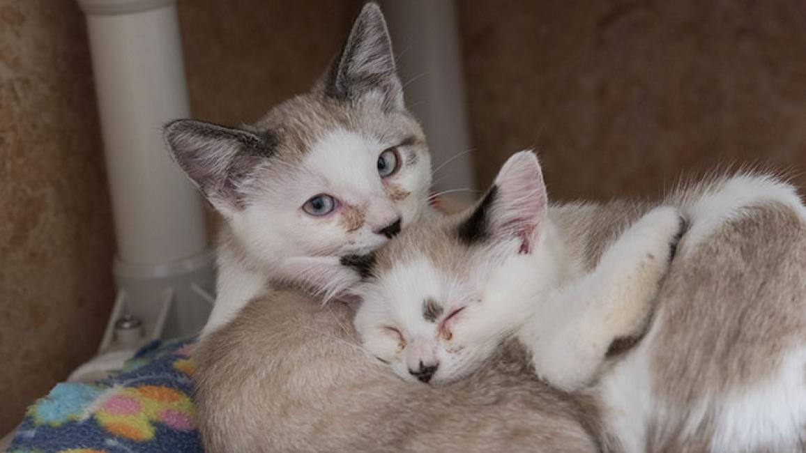 Siamese-kittens-Cahill-Cordell-5370KB.jpg