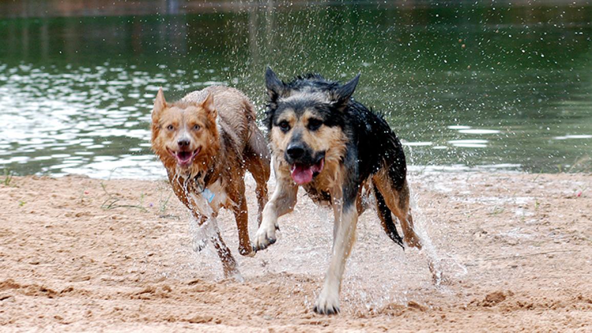 Summer-Dogs-Running-Beach-25.jpg