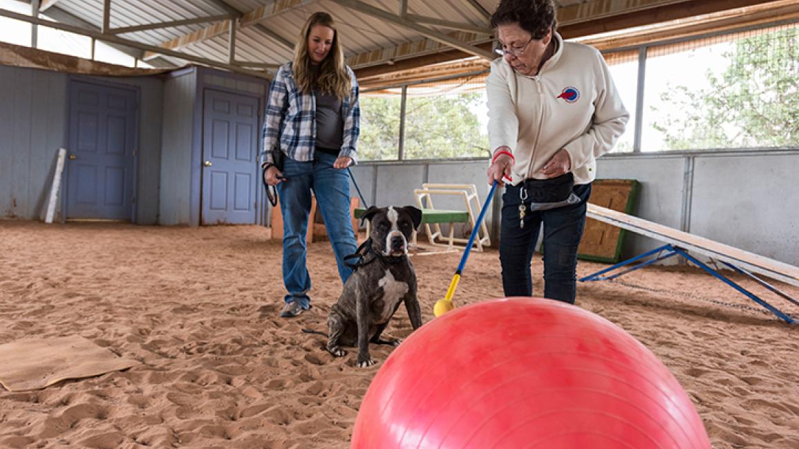 Volunteer-dog-Sherman-Treibball-9559KB.jpg