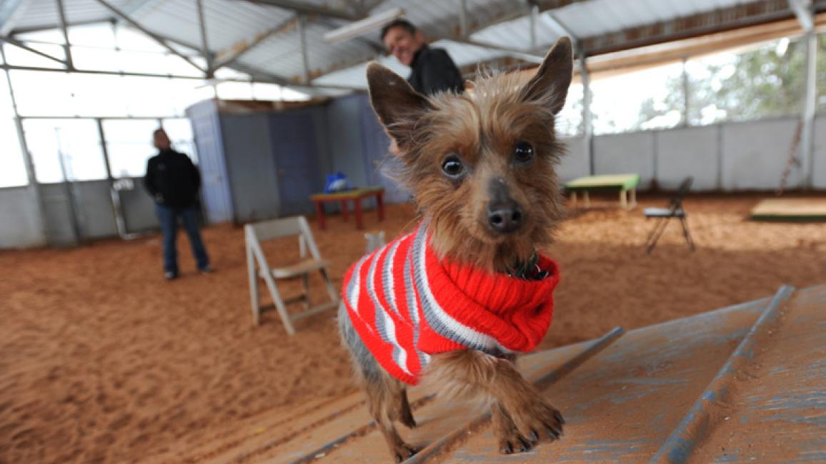 Yorkie sales shepherd mix