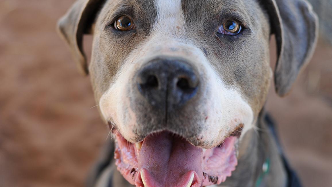 Blue pitbull clearance for adoption