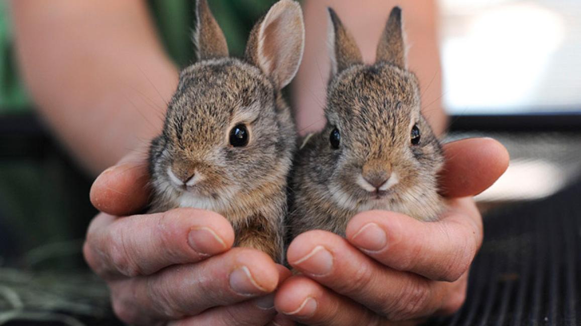 Baby best sale brush rabbit