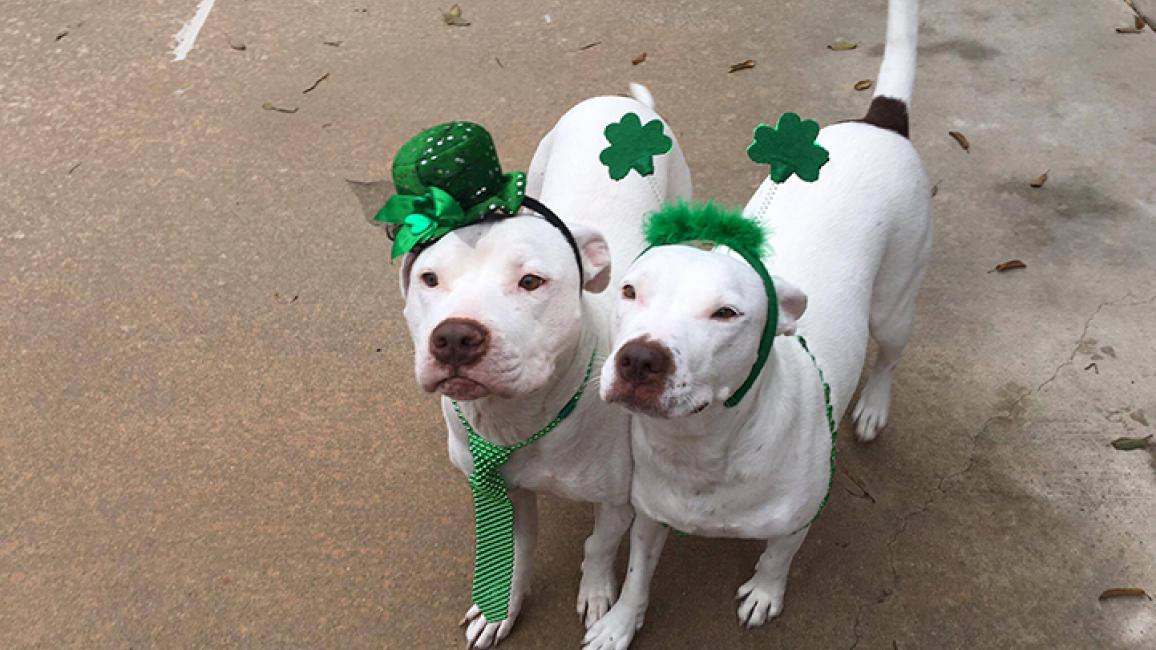 Bastrop-Animal-Rescue-St-Patricks-Day-Nate-Princess.jpg