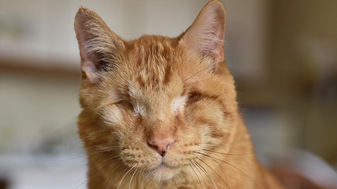 Blind-cat-Richie-4663MW.jpg