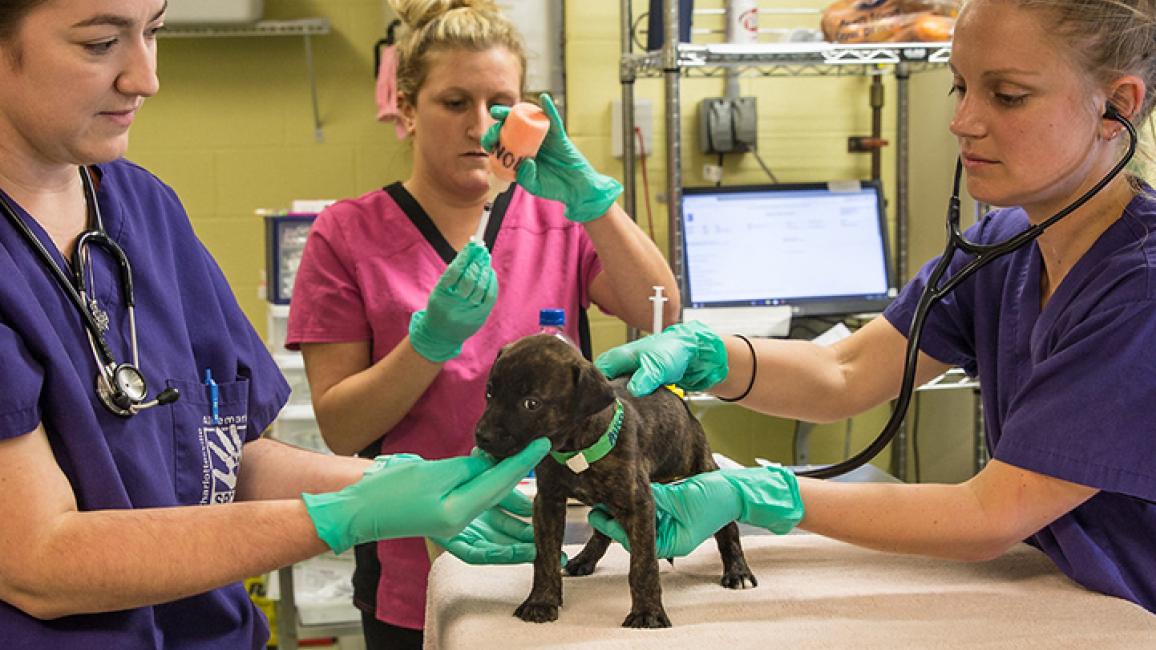 Charlottesville-Albemarle-SPCA-puppy-vet-care.jpg