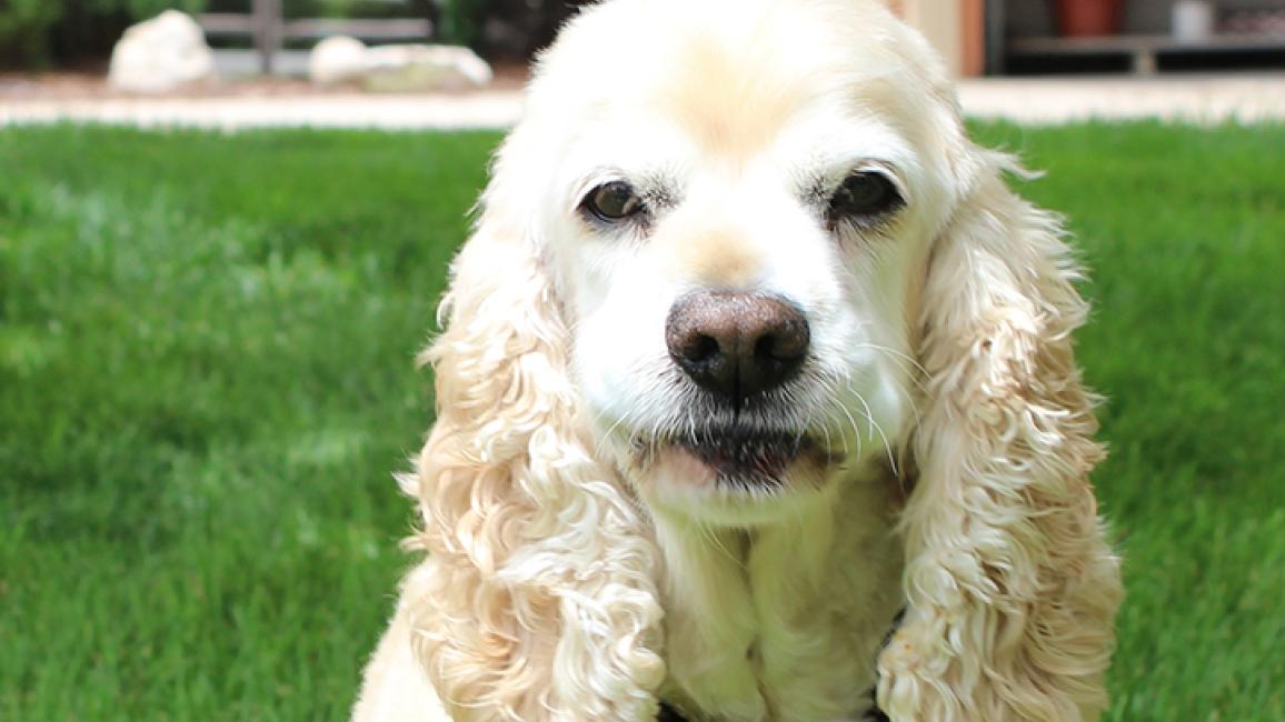 Cocker spaniel store dogs for adoption