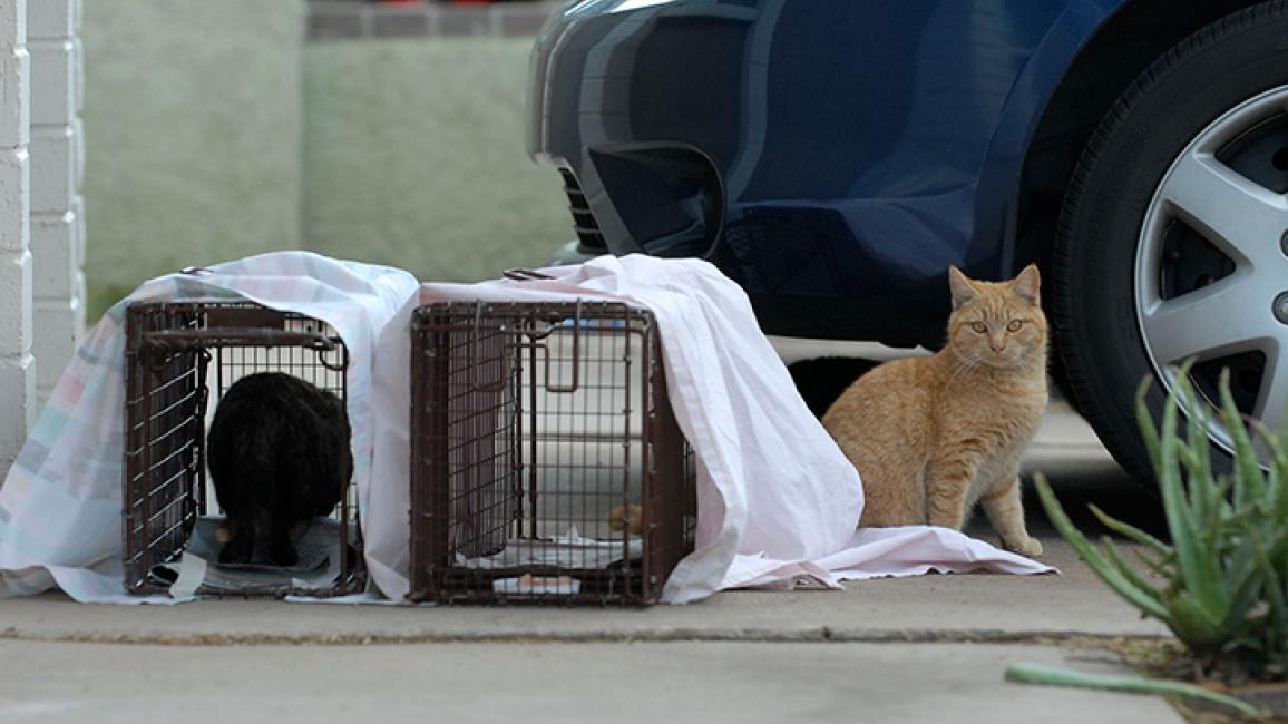 Community-cats-project-Trapping-2065.jpg