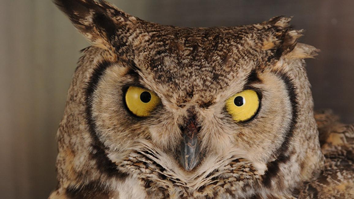 Great-horned-owl-4720TS.jpg