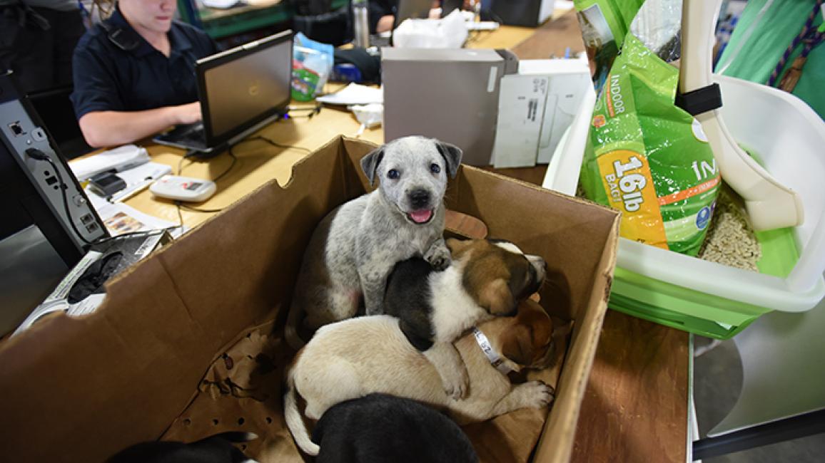 Heeler-Puppies-Hurricane-Harvey-2657MW.jpg