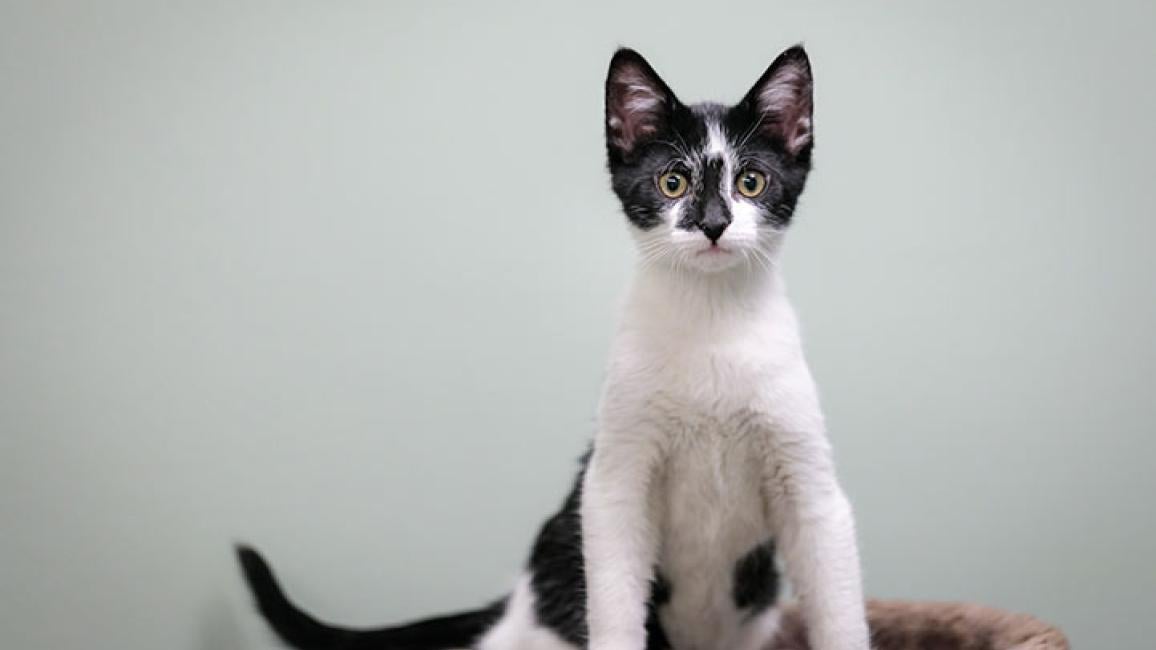 Humane-Animal-Treatment-Society-black-white-cat.jpg