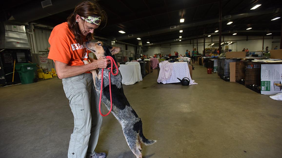 Hurricane Harvey Rescued Dogs | Best Friends Animal Society