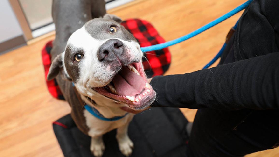 Hurricane Harvey Adopted Animals | Best Friends Animal Society