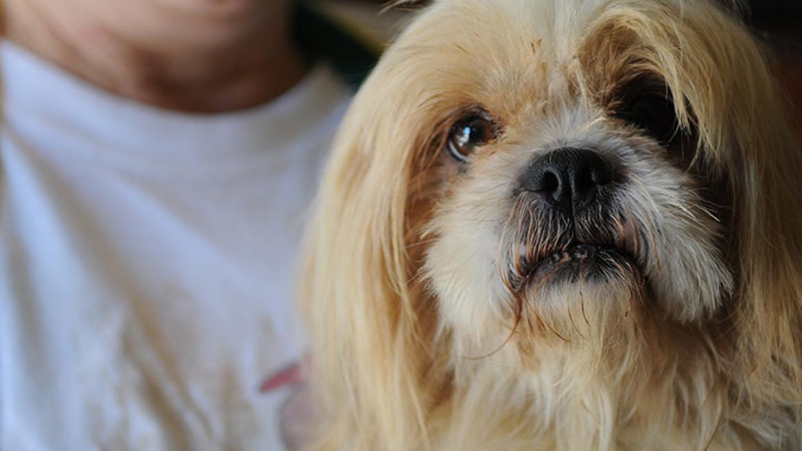 Maltese-type-dog-puppy-mill-rescue-7830-Intake.jpg