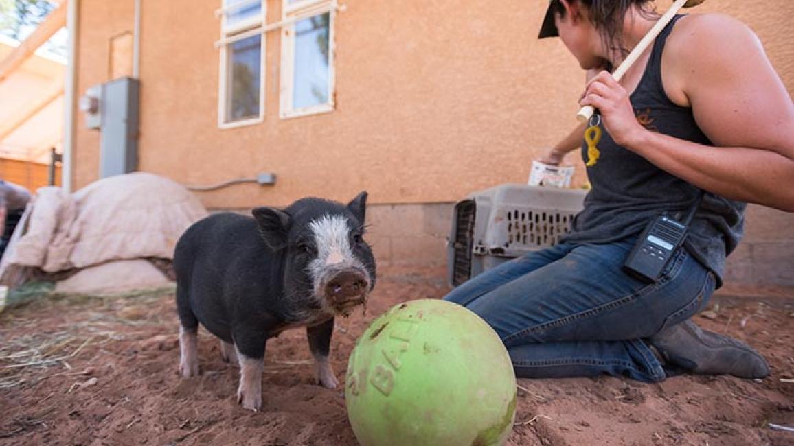 Miniature-potbellied-pig-Paisley-Training-2520KB.jpg