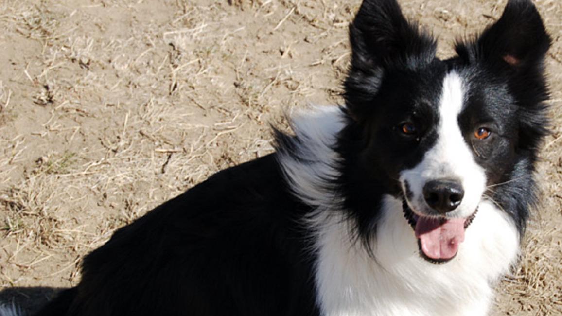 Mirk-border-collie.jpg