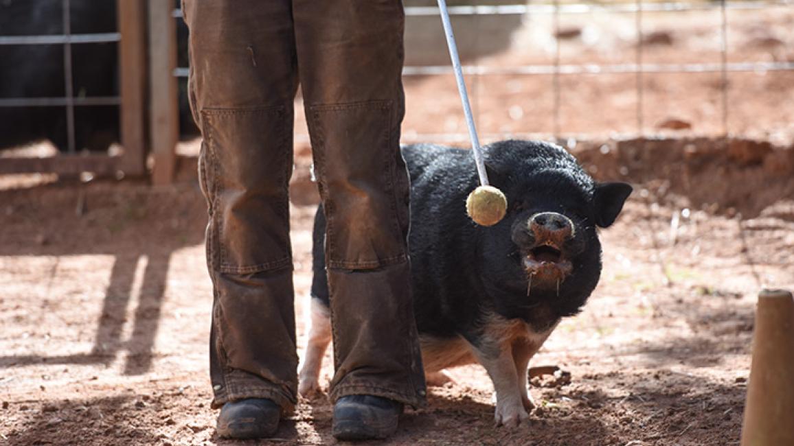 Pig-training-Rosalie-Target-Moe-4979MW.jpg