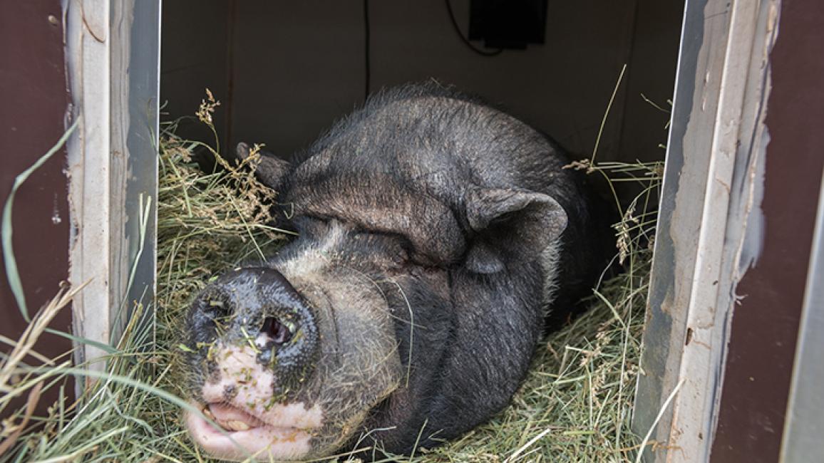 Pot belly store pig indoor pet