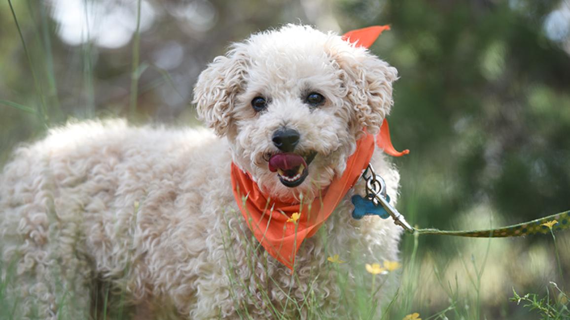 Poodle cross rescue store dogs