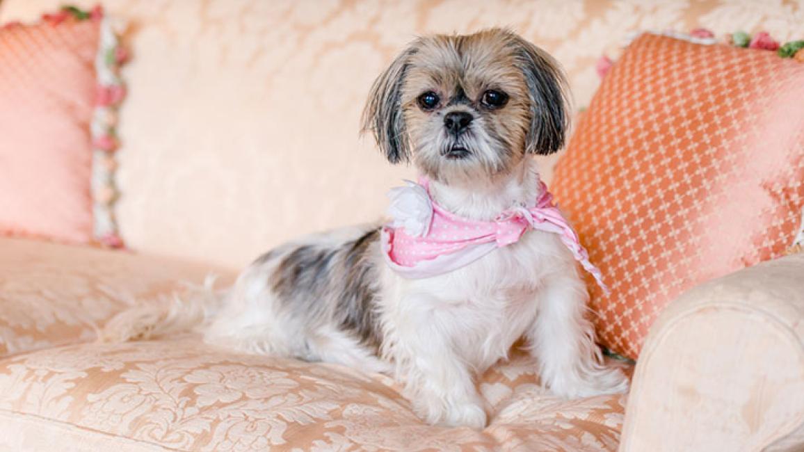 Senior-Shih-Tzu-Cotton-2375SAx.jpg