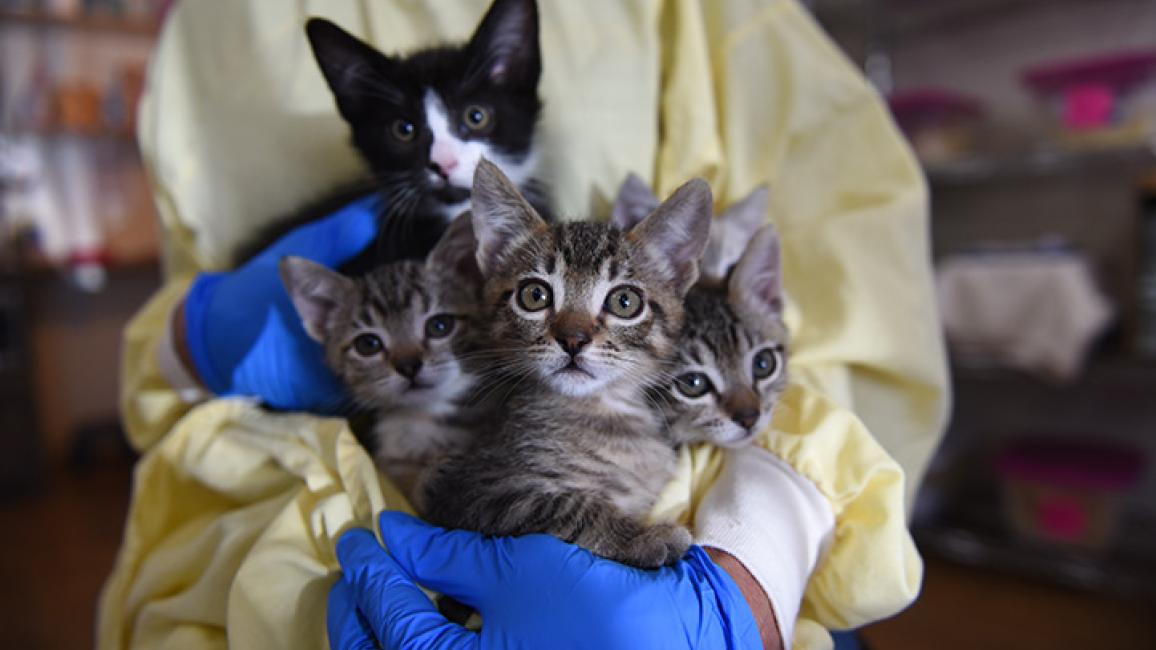 What to feed malnourished kitten sales