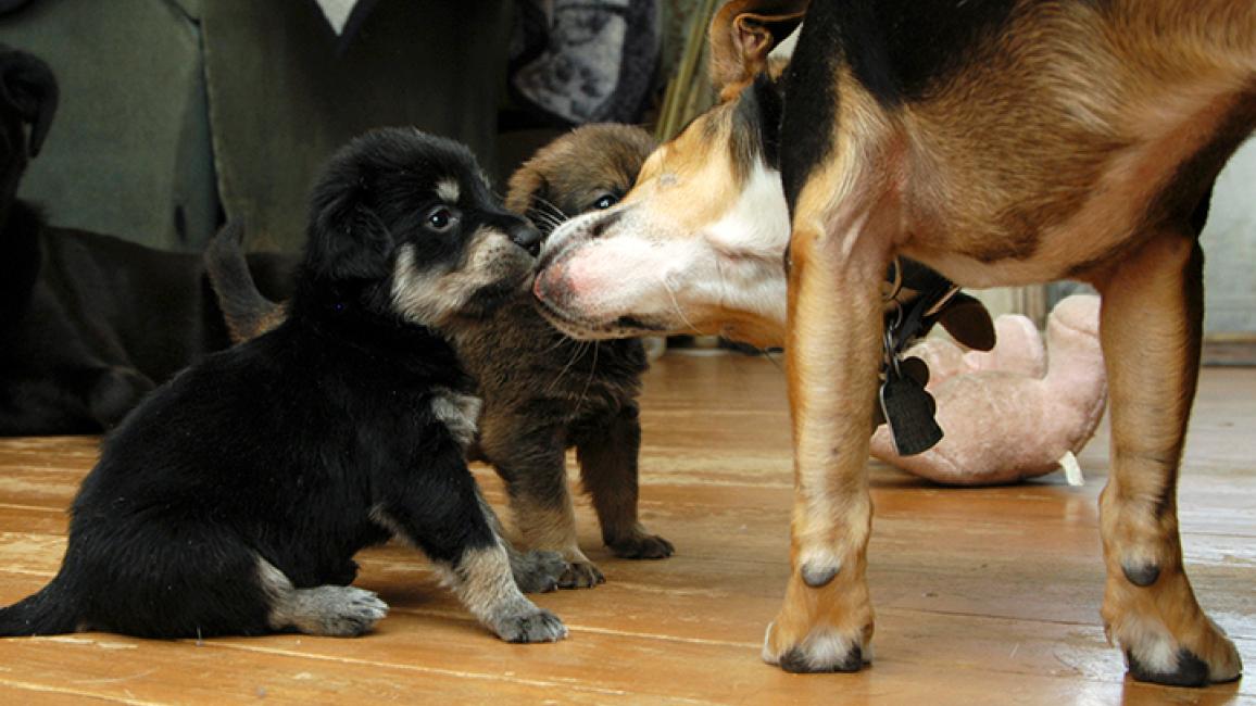Can A Puppy Stay With Its Mother Forever? 