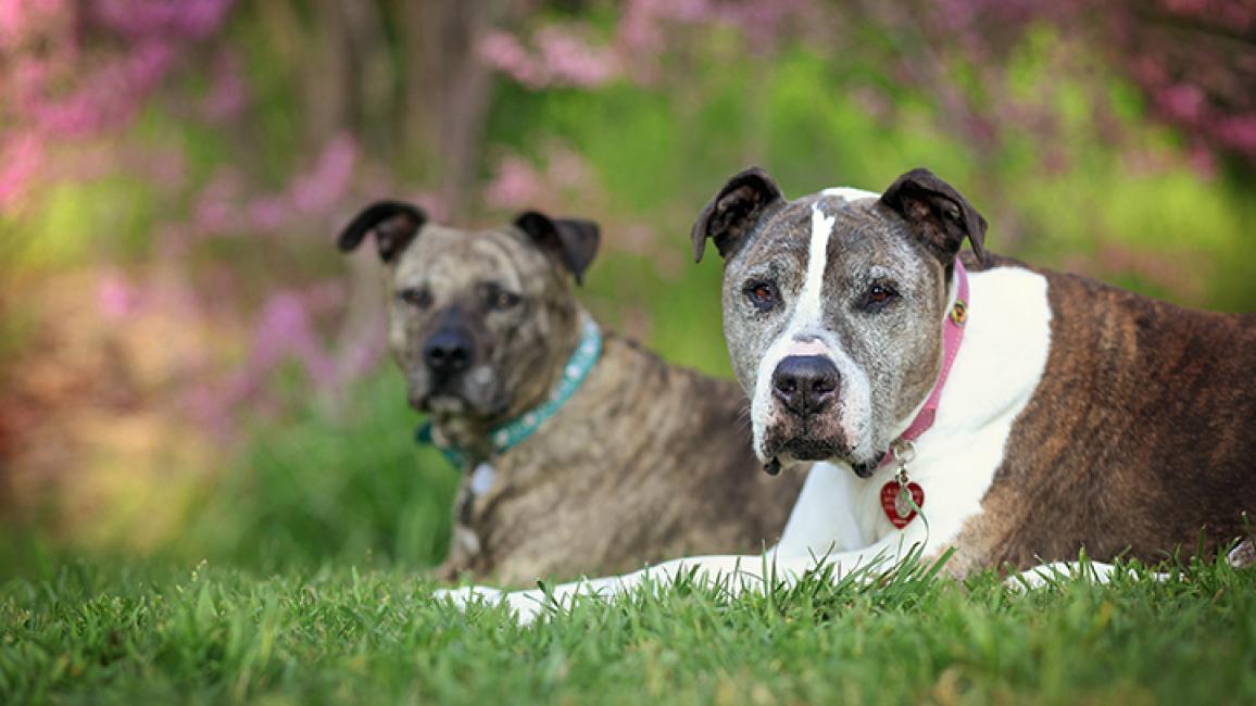 Sunny-Gabby-pit-bull-terriers.jpg